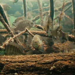 Pursuit HD Underwater scene of panfish