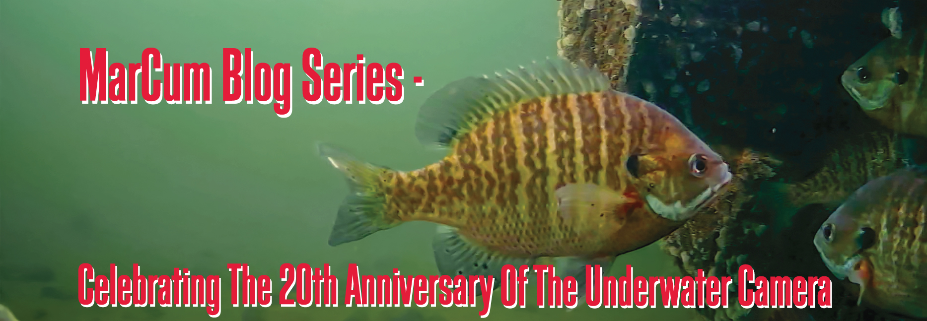 20th Anniversary of the Underwater Camera - Joel Nelson UW Camera