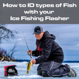 How to ID types of Fish with your Ice Fishing Flasher