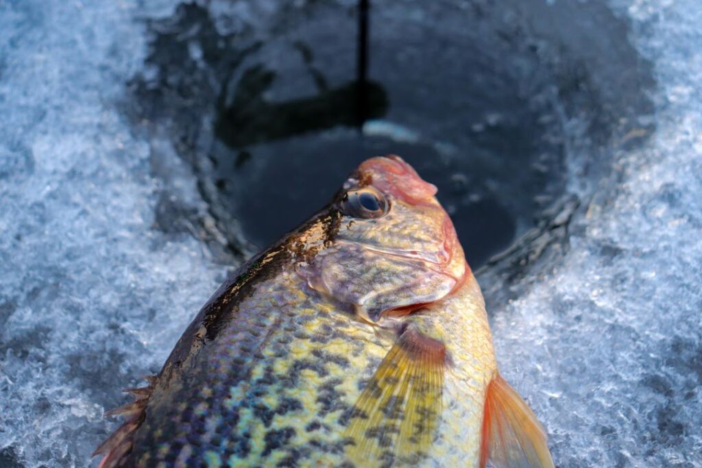 What electronics will help me find early ice panfish?