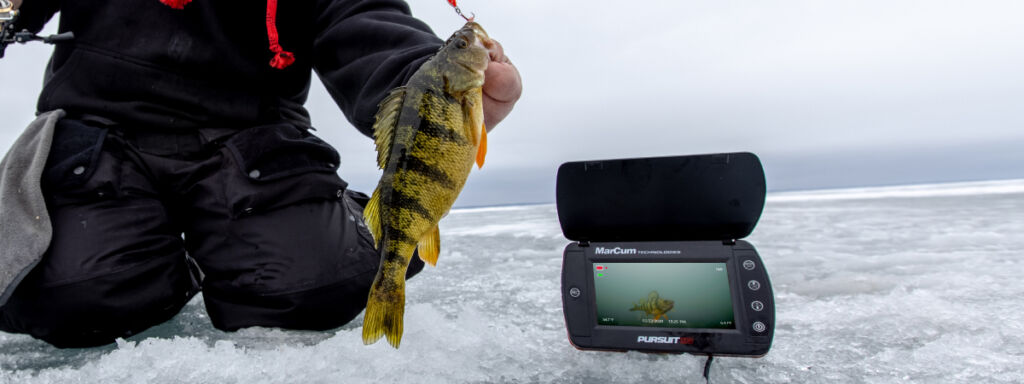 Jumbo Perch catching with an underwater camera