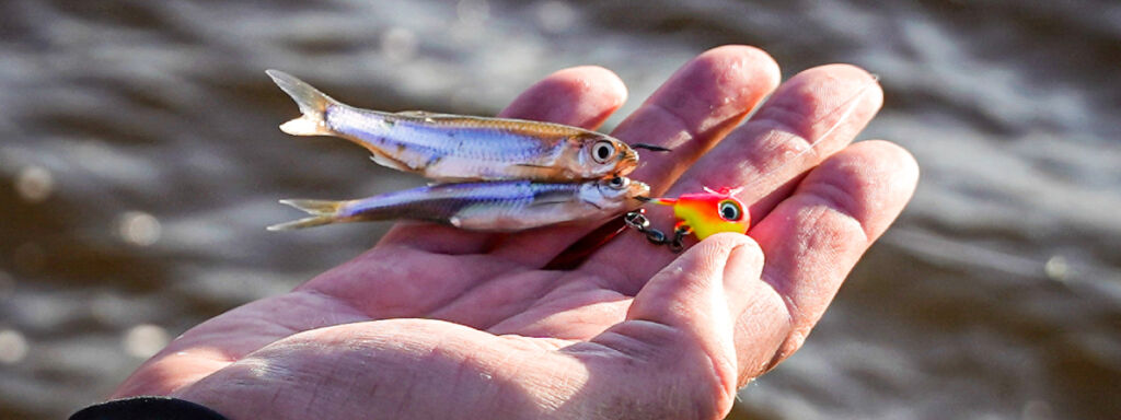 It's fishing time in the woods as the rains replenish the rivers