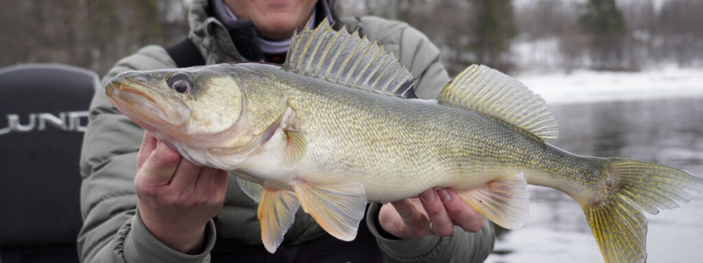 RAINY RIVER, YOUR FIRST CHANCE AT OPEN WATER WALLEYE