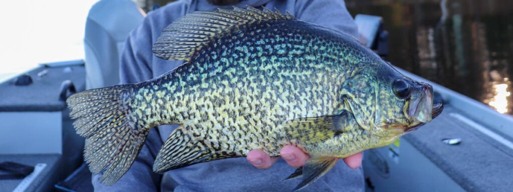Early spring crappies in the shallows