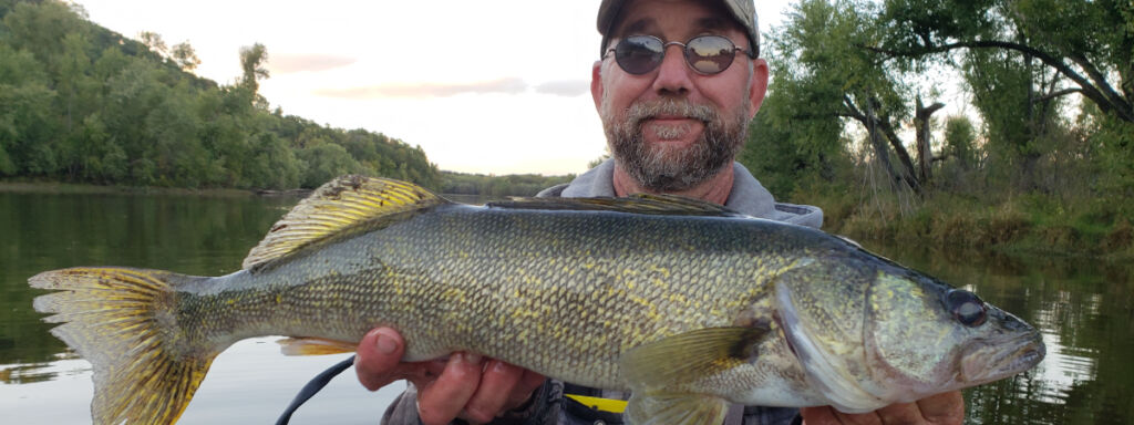 Pool 14 BIG Male! - Mississippi River – Walleye - Mississippi River –  Walleye