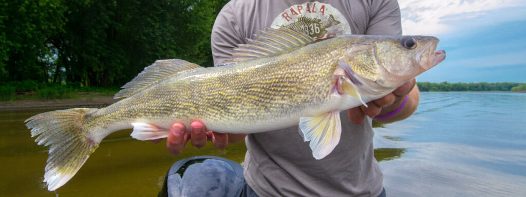 Pool 14 BIG Male! - Mississippi River – Walleye - Mississippi