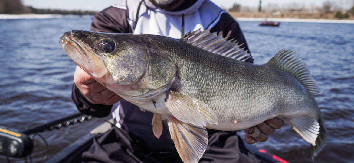 Muddy Water River Walleyes, Spring