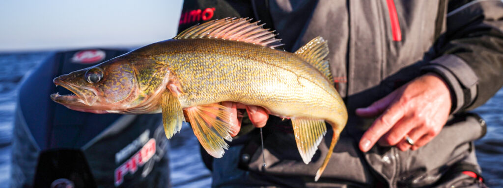 river walleye