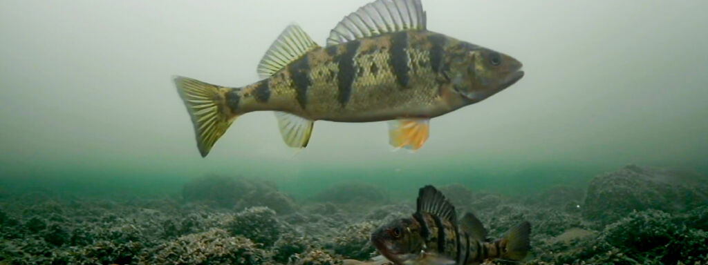 FIRST ICE Fishing Minnesota with UNDERWATER CAMERA (Multi Species) 