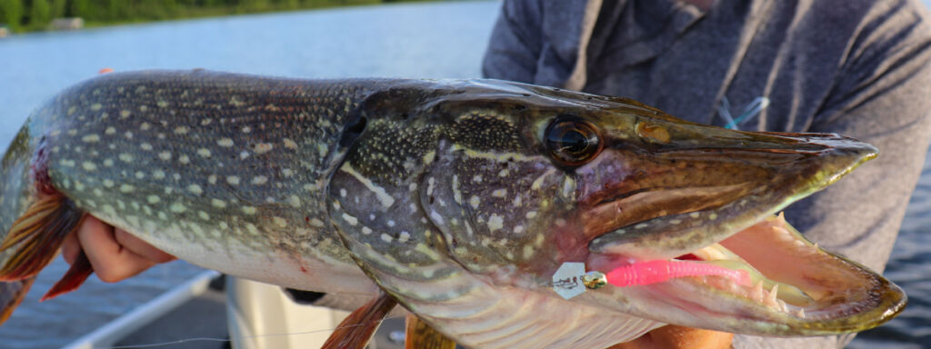 Wisconsin Fishing Opener Northern Pike