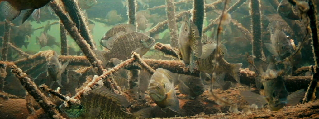 Emerging Vegetation during Minnesota's Fishing Opener