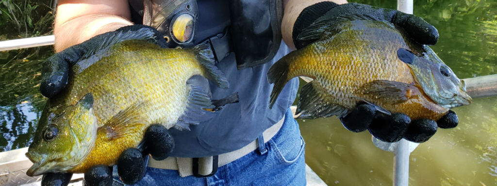 Panfish on Really Small Water - Bluegills and Crappies.