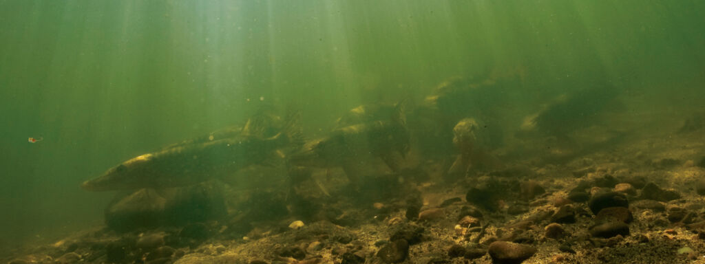 Northerns on the hunt during Minnesota's Fishing Opener