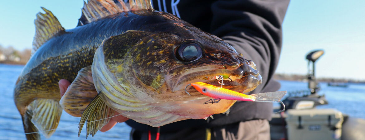 Warmer water transitioning walleyes