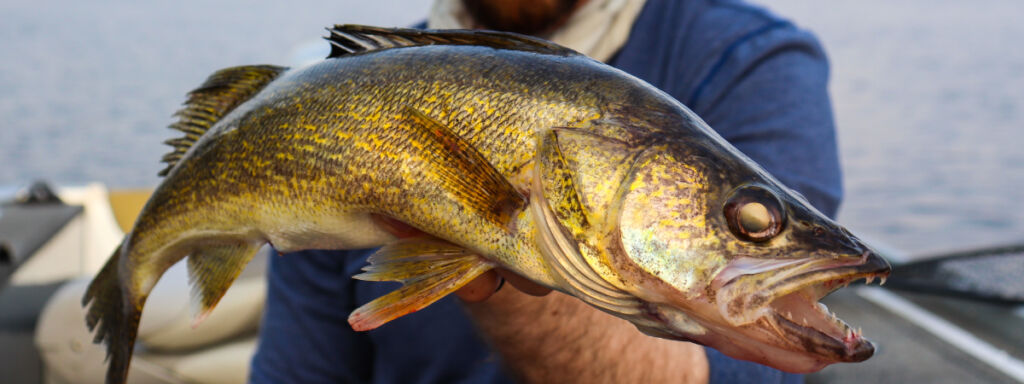 warmer water walleyes