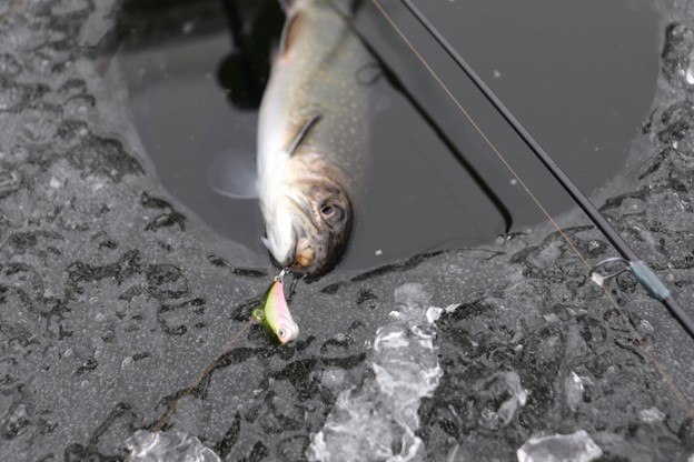 Minnesota Trout on the Fly During a January Business Trip