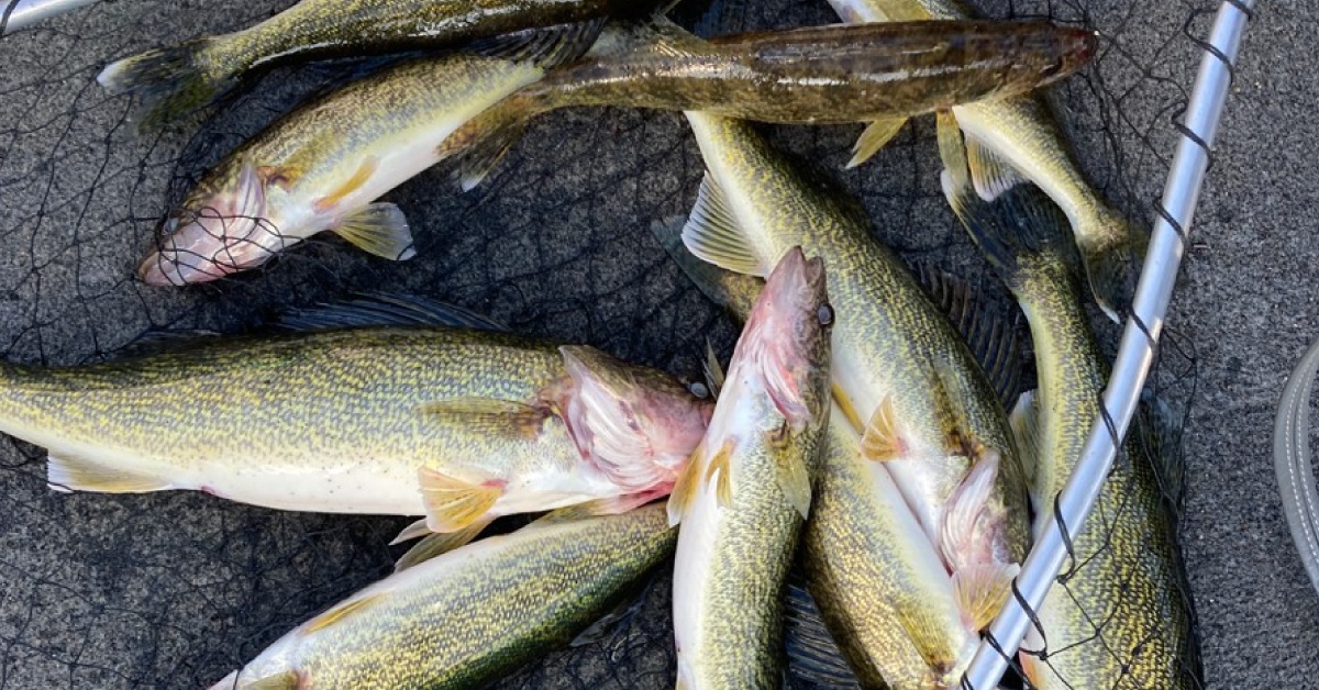 Proper jigs: How to catch walleyes during the Minnesota opener