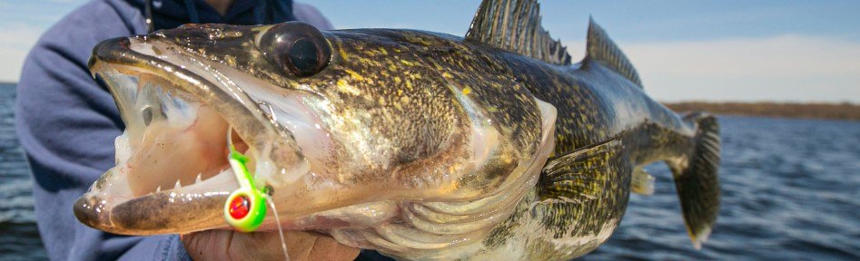 Jigging Walleyes on the MN Fishing Opener